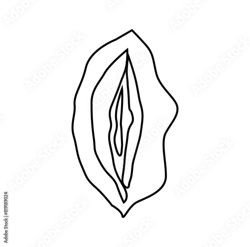 Anatomical illustration of the female genitalia in line art