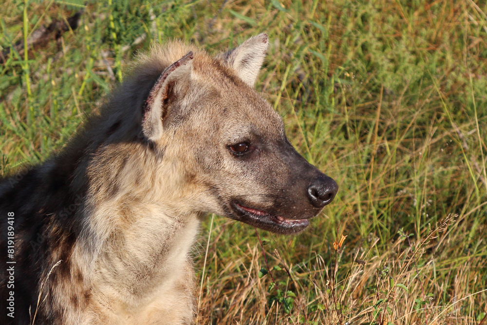Fototapeta premium Tüpfelhyäne / Spotted hyaena / Crocuta crocuta...