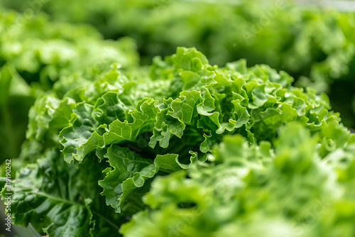 Leafy greens thriving on a high-tech farm  showcasing innovative agriculture techniques and fresh produce