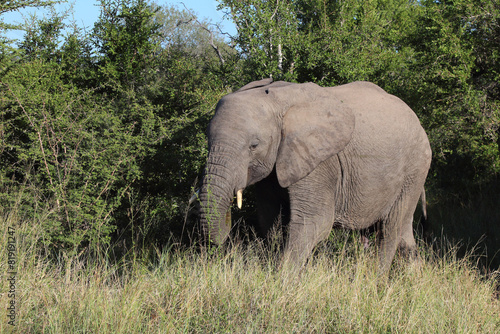 Afrikanischer Elefant   African elephant   Loxodonta africana