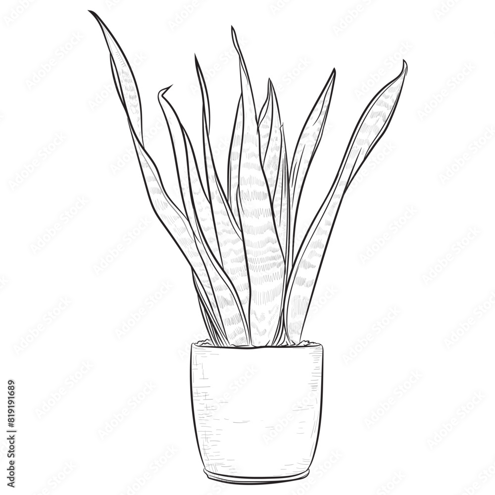 Φωτογραφία hand drawing snake plant indoor plant illustration