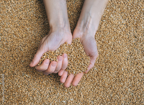 Two female hands hold many grains of wheat in a handful of palms and sprinkle them. The concept of export and import of agricultural products from Ukraine to Europe through Poland.