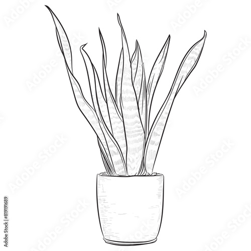 hand drawing snake plant indoor plant illustration  (ID: 819191689)