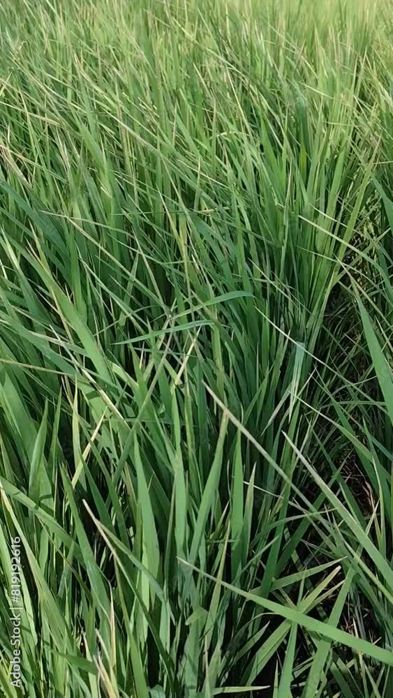 rice in the countryside farm,the ear of rice sways in the wind. rice in the countryside farm,the ear of rice sways in the wind.
