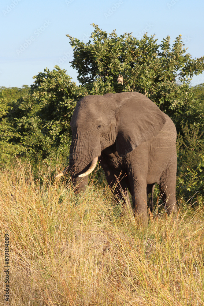 Fototapeta premium Afrikanischer Elefant / African elephant / Loxodonta africana