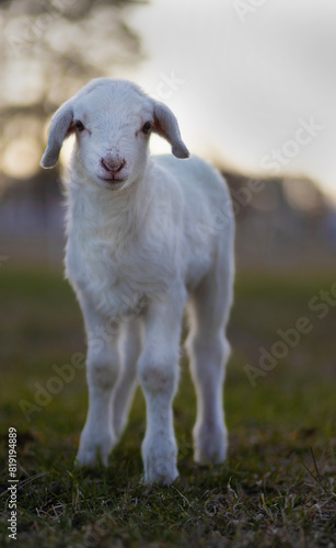 Young white sheep lamb on a pasture