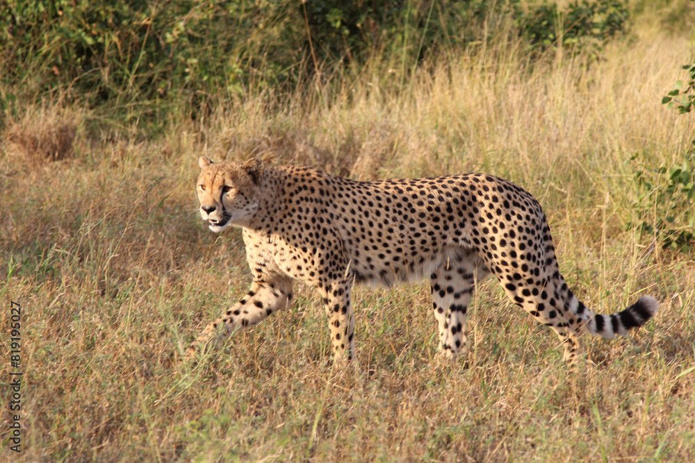 Naklejka premium Gepard / Cheetah / Acinonyx jubatus