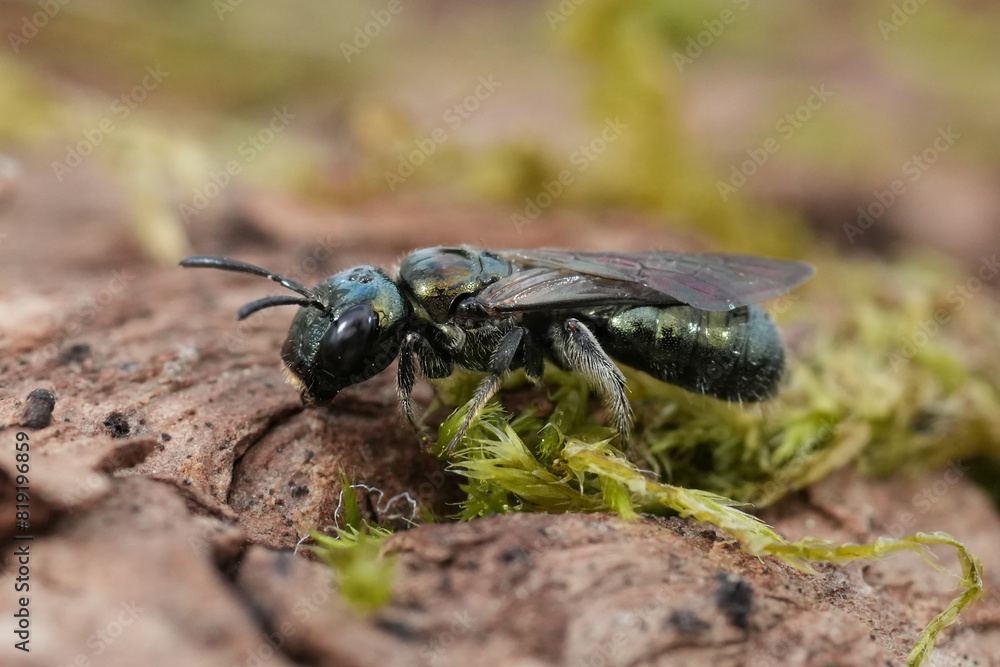 Closeup on an small emerald green metallic small carpenter bee, Zadontomerus species , Ceratina from Coquille, Oregon Closeup on an small emerald green metallic small carpenter bee, Zadontomerus species , Ceratina from Coquille, Oregon