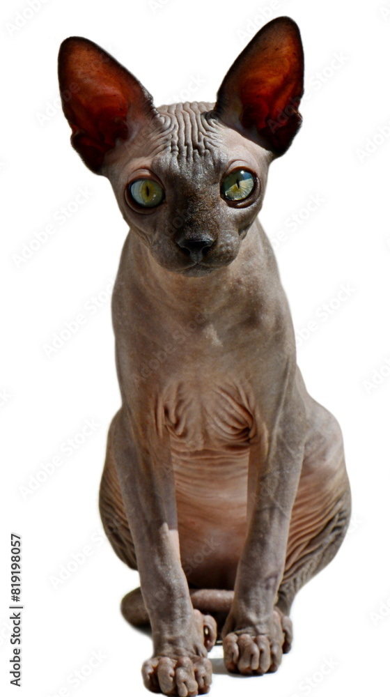 Bald hairless Sphinx cat sitting and resting isolated on a white background. Big Cat of breed Canadian sphynx at home. Naked cat. A kitten without wool. Animal themes.