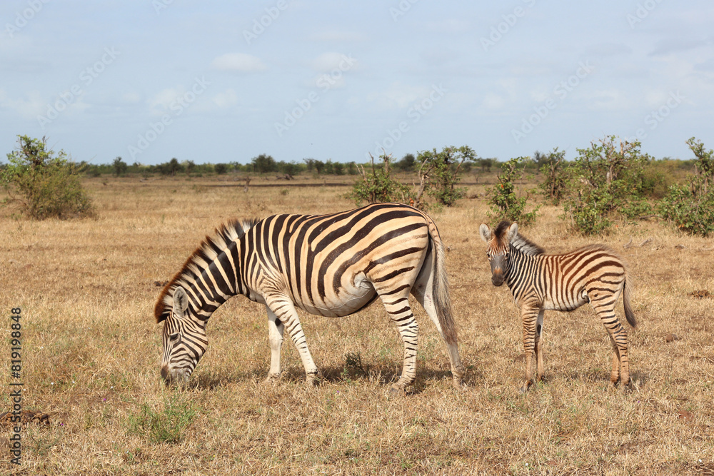 Fototapeta premium Steppenzebra / Burchell's zebra / Equus quagga burchellii..