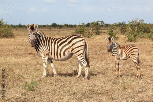 Steppenzebra   Burchell s zebra   Equus quagga burchellii..