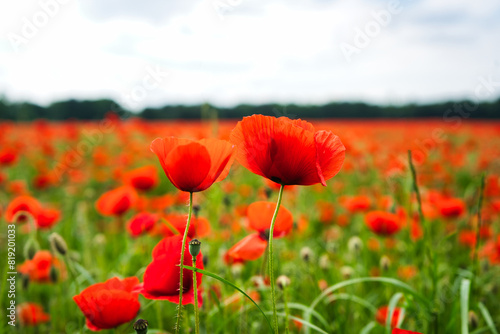 Poppy field on the countryside in Germany