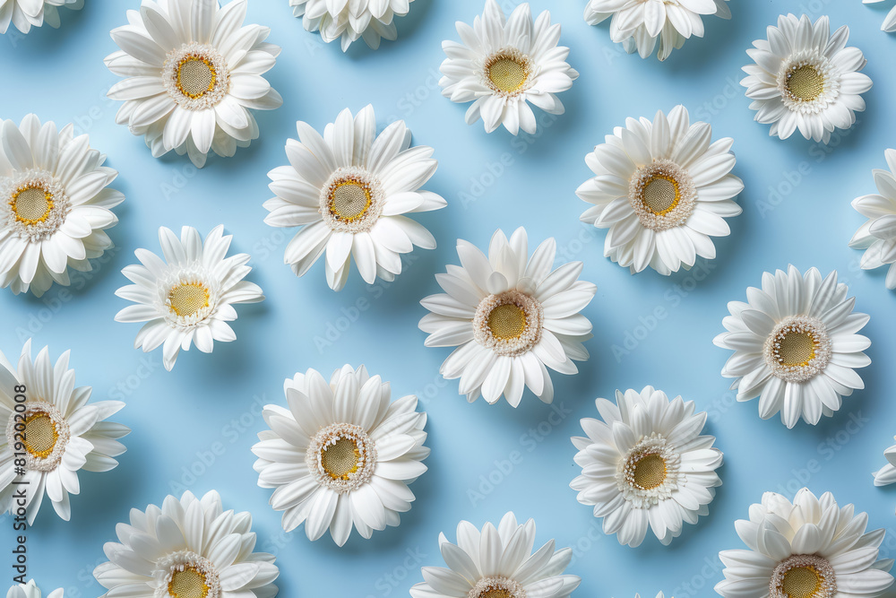 seamless pattern of white gerbera daisies on a pastel blue background
seamless pattern of white gerbera daisies on a pastel blue background