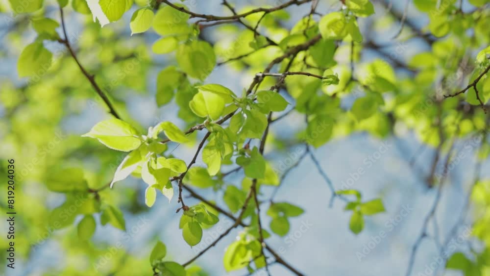 Spring leaves on the trees sway in the wind in the morning sun, bokeh, blue and clear sky Spring leaves on the trees sway in the wind in the morning sun, bokeh, blue and clear sky