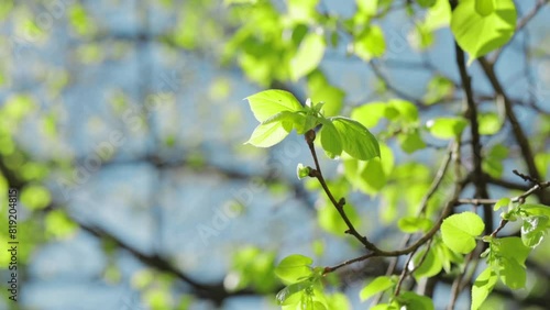 Spring leaves on the trees sway in the wind in the morning sun, bokeh, blue and clear sky