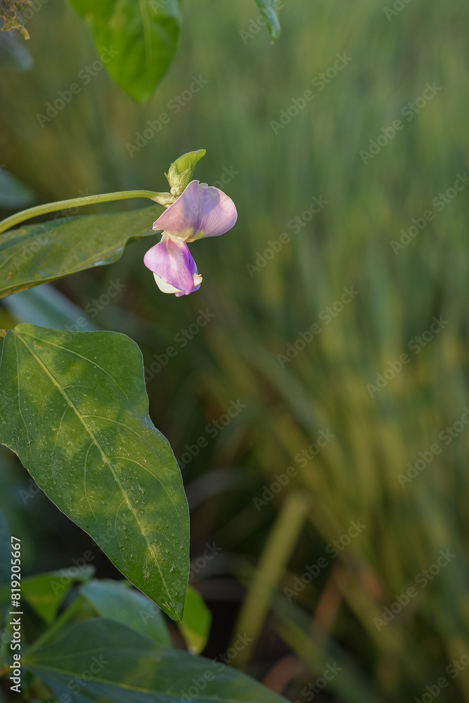 Fototapeta premium Beautiful blooming long bean (Vigna unguiculata) flowers, long bean vegetables