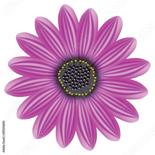 3d Pink Flower isolated background