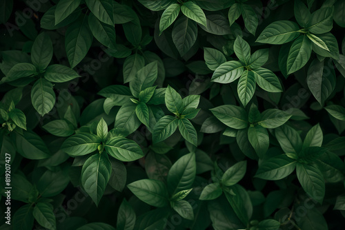 Lush Green Heart-Shaped Leaves Filling Frame in Nature Backdrop