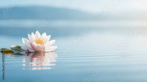 Fototapeta Naklejka Na Ścianę i Meble -  Beautiful lotus flower on the water with copy space for background