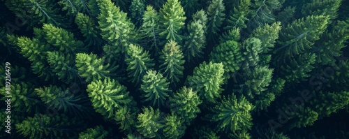 beautiful pine trees at mountain forest. aerial view top angle.