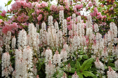 White Tiarella wherryi, Wherry's foam flower, in bloom.