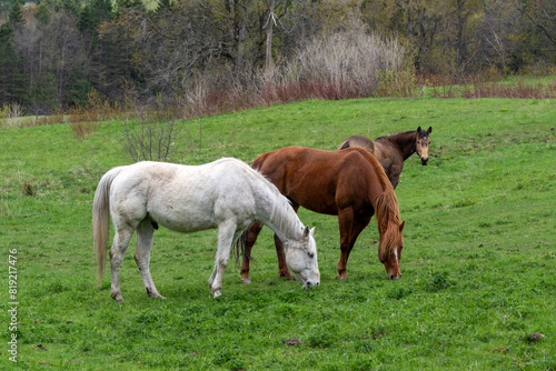 Three quarter horses in a Quebec field
