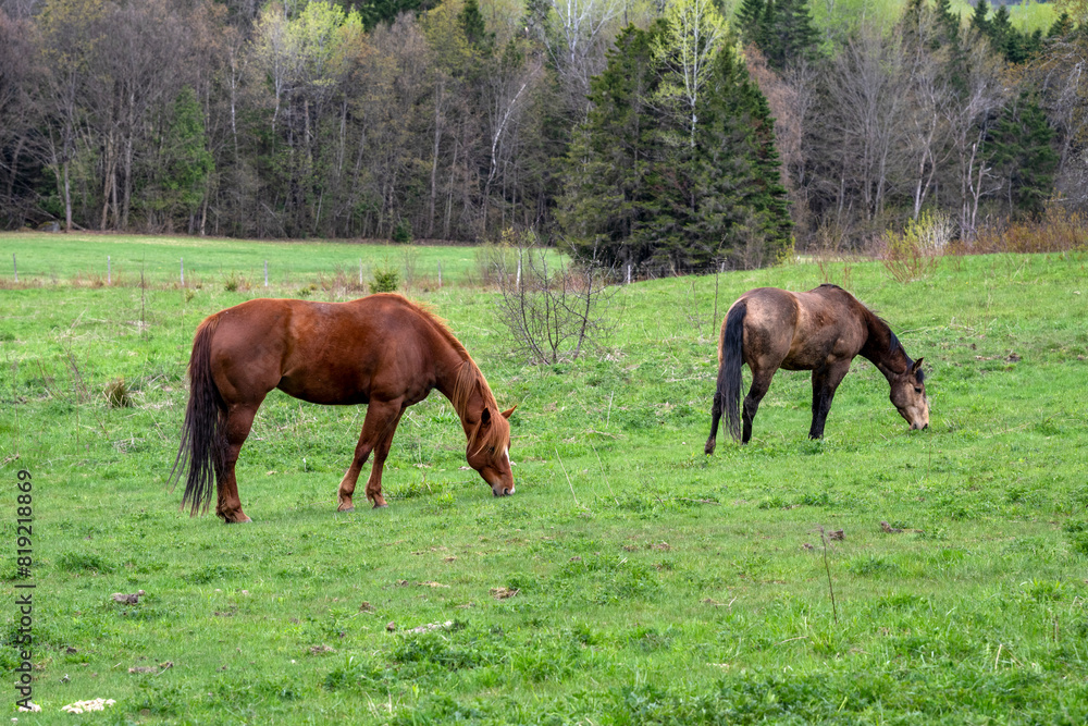 Beautiful horses eating in a field Beautiful horses eating in a field