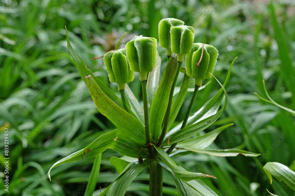 Obraz premium The seed head of a Fritillaria imperialis, the crown imperial, imperial fritillary or Kaiser's crown.