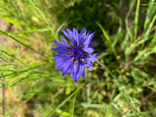 blue flower in the garden