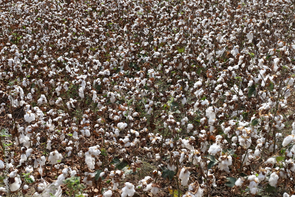 Cotton is a plant fiber that covers cotton seeds; Cotton is a plant fiber that covers cotton seeds;