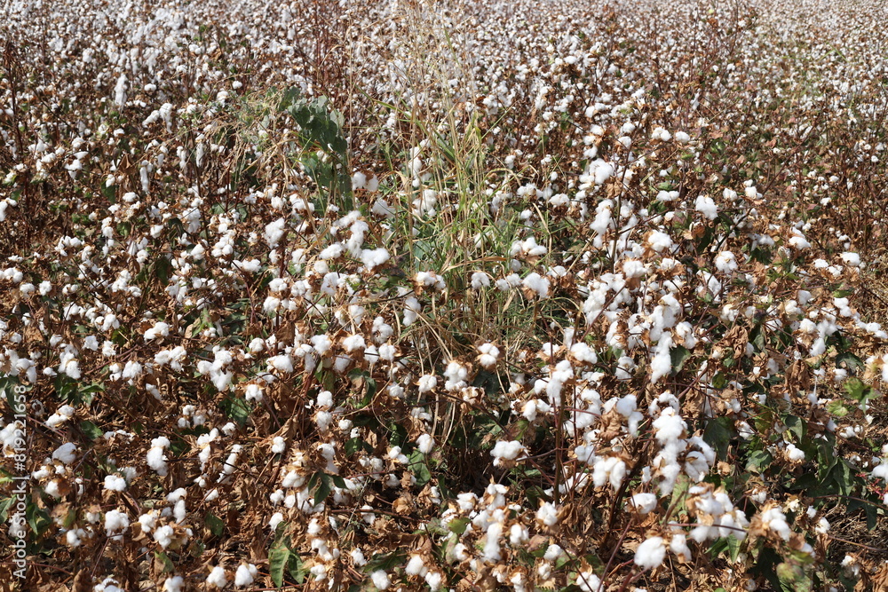 Cotton is a plant fiber that covers cotton seeds; Cotton is a plant fiber that covers cotton seeds;