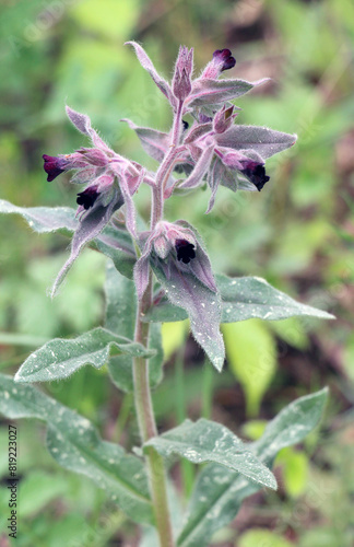 In the wild, nonea pulla blooms photo