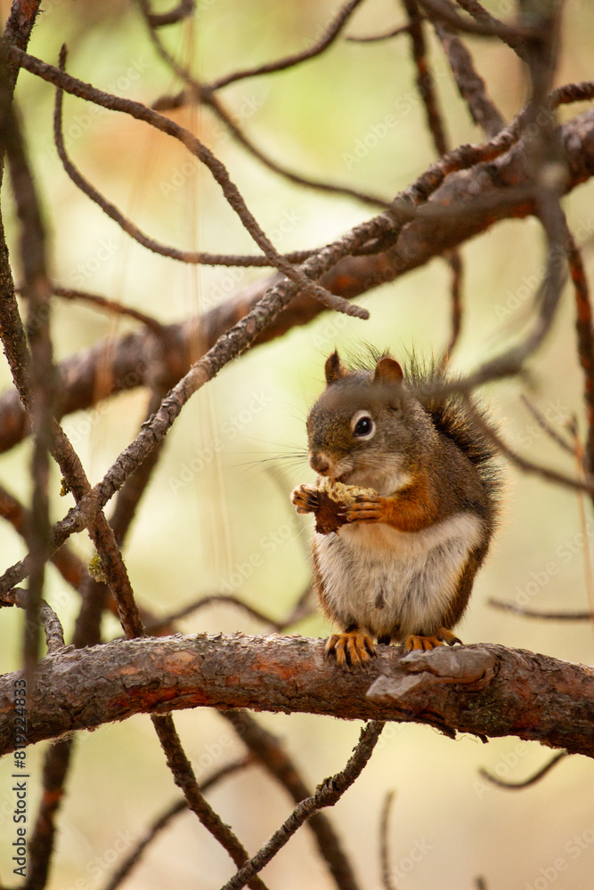 squirrel on a tree eating an acorn squirrel on a tree eating an acorn