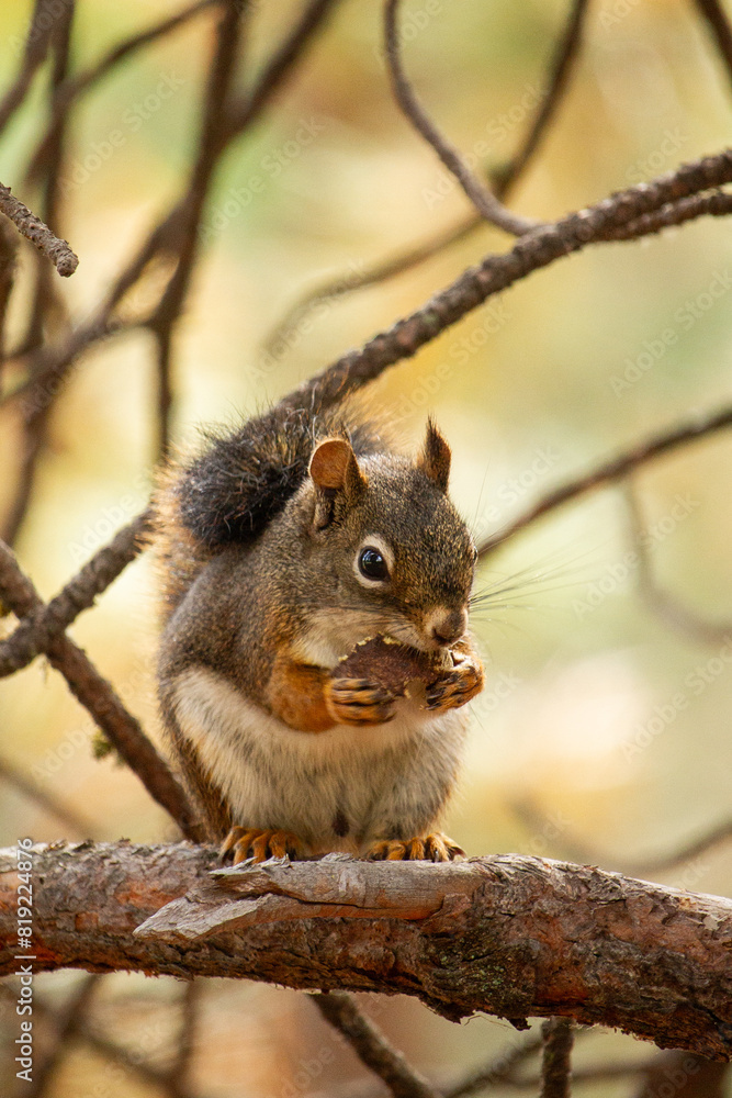 Fototapeta premium closeup of a squirrel on a tree eating an acorn