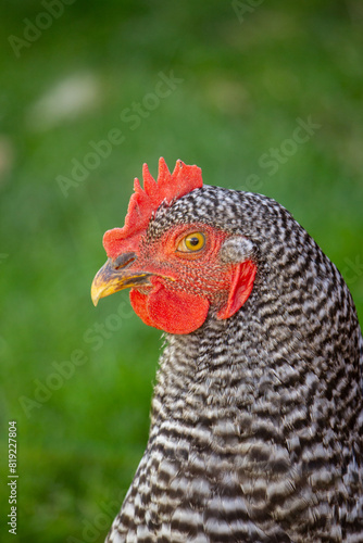 portrait of a chicken looking left