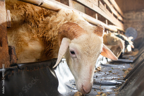 closeup, head of a horned goat in a pen eating from a trough, sacrificial animal for goat fattening