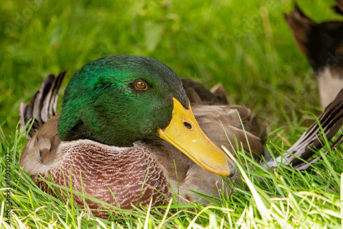 a duck laying down