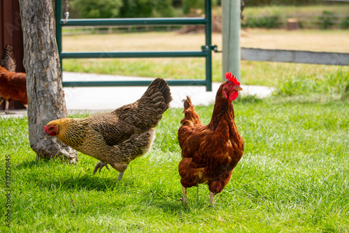 chickens on a farm