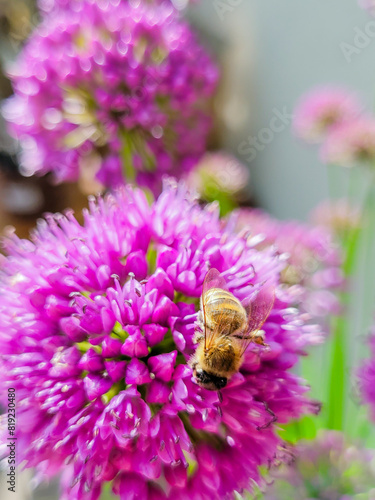 Bee on purple flower