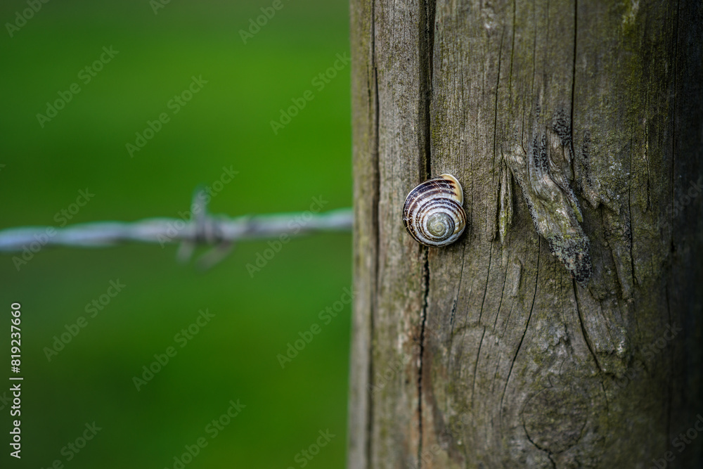 A tiny woodland snail with shell climbs a textured wooden post in front of a barbed wire fence. Otherwise known as shelled terrestrial pulmonate gastropod molluscs. Background with copy space A tiny woodland snail with shell climbs a textured wooden post in front of a barbed wire fence. Otherwise known as shelled terrestrial pulmonate gastropod molluscs. Background with copy space