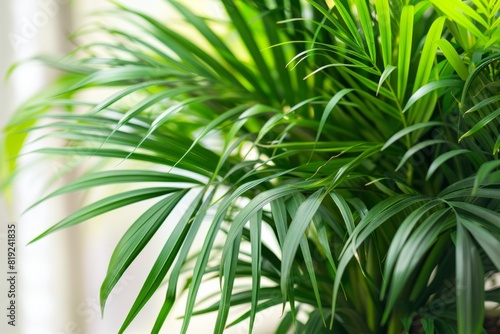 Detailed view of Howea palm trees vibrant green leaves in a pot