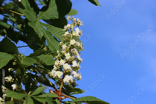 Sweden. Aesculus hippocastanum, the horse chestnut, is a species of flowering plant in the maple, soapberry and lychee family Sapindaceae. 