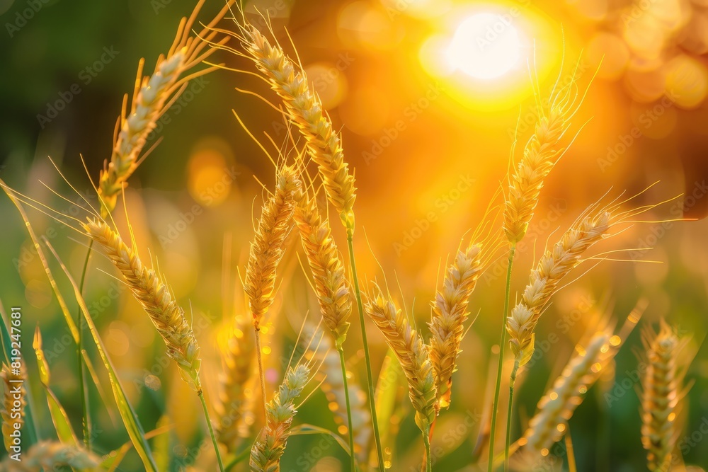 Tall Grass Sunset. Golden Wild Wheat Field at Sunrise with Bright Sunlight Tall Grass Sunset. Golden Wild Wheat Field at Sunrise with Bright Sunlight