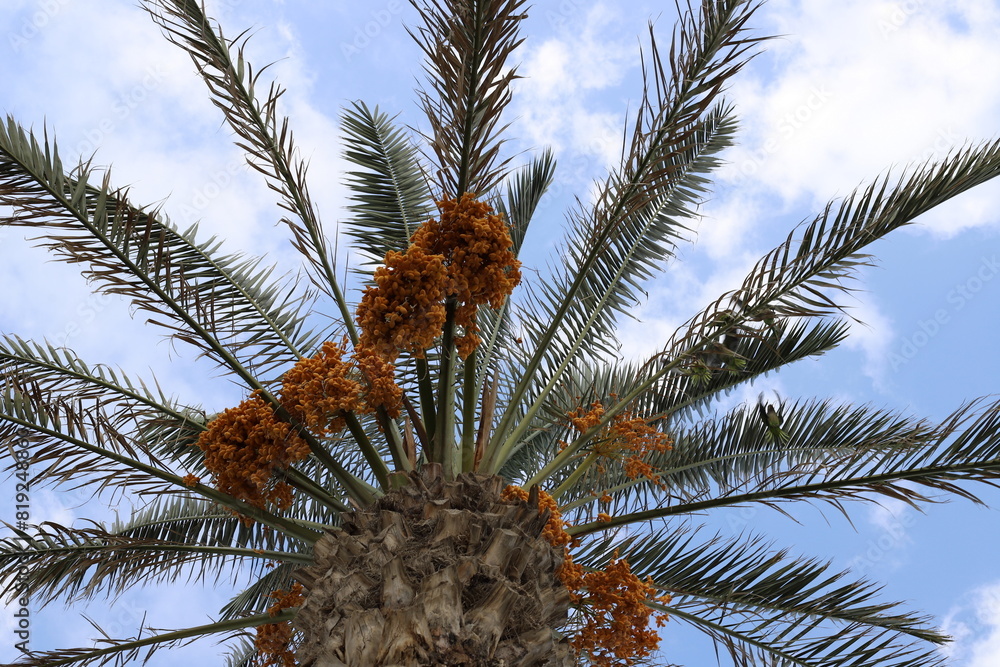 Dates are ripe on a tall palm tree in a city park. Dates are ripe on a tall palm tree in a city park.