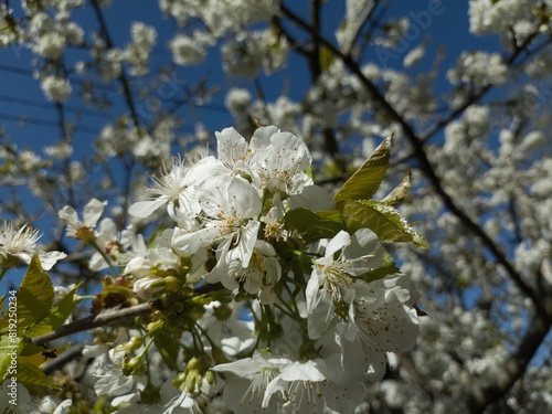 snow-white flowers of fruit trees against the blue sky on a sunny April day
