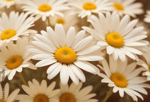 Daisies flower closeup Realistic Light understand sun light significantly summer season flower concept