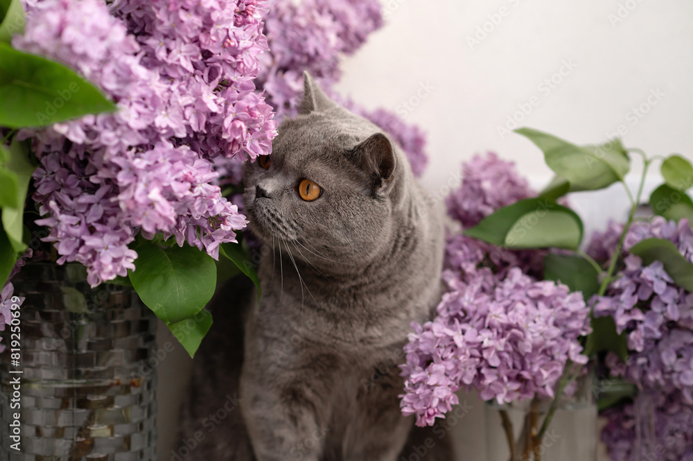 Gray British cat smelling lilac flowers bloom, pet sniffing flower scent, animal senses