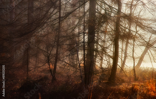 Fototapeta Naklejka Na Ścianę i Meble -  Las