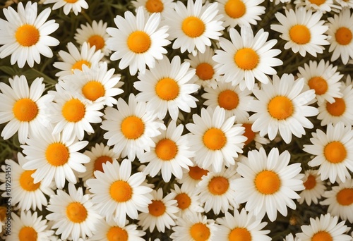 Daisies flower closeup Realistic Light understand sun light significantly summer season flower concept