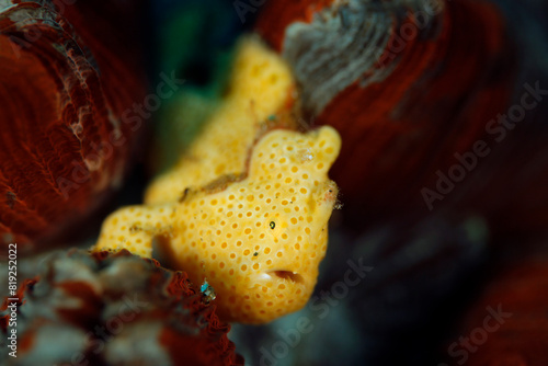 Yellow Painted Frogfish (Antennarius pictus) on a Coral. Ambon, Indonesia